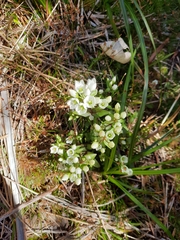 Gentianella montana montana