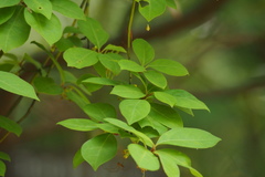 Lindera umbellata