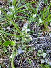Gentianella montana montana