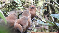 Cinnycerthia unirufa