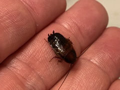Parcoblatta virginica