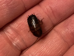 Parcoblatta virginica