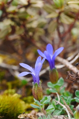 Cyananthus incanus