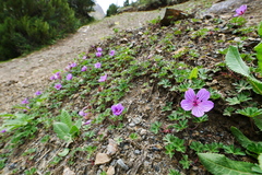 Geranium napuligerum