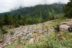 Pleurospermum aromaticum