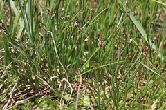 Eleocharis quinqueflora