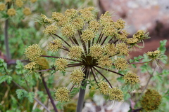 Pleurospermum aromaticum