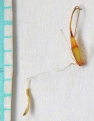 Eleocharis quinqueflora