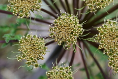 Pleurospermum aromaticum