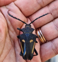 Calocomus desmarestii