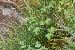 Pleurospermum aromaticum