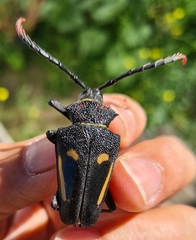 Calocomus desmarestii