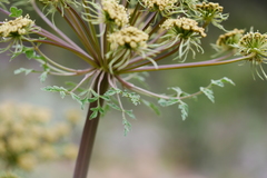 Pleurospermum aromaticum