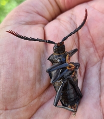 Calocomus desmarestii