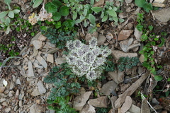 Hymenidium foetens