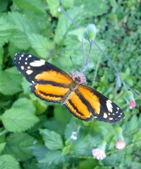 Castilia