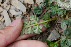 Hymenidium foetens