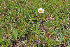 Erigeron grandiflorus