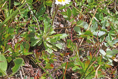 Erigeron grandiflorus