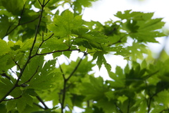 Acer japonicum