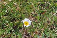 Erigeron grandiflorus