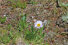 Erigeron grandiflorus