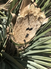 Scyphophorus yuccae