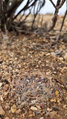 Neowerdermannia chilensis