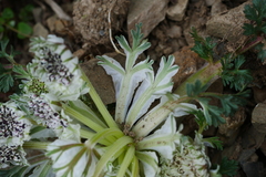Hymenidium foetens