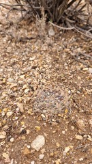 Neowerdermannia chilensis