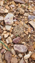 Neowerdermannia chilensis