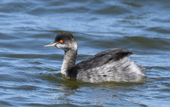 Black-Necked Grebe photo 3