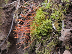 Tortula subulata