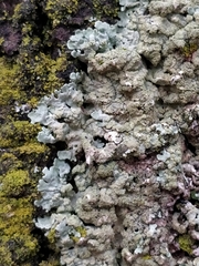 Flavoparmelia soredians
