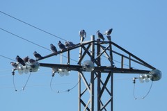 Columba livia domestica