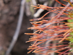 Tortula subulata