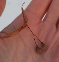 Tilia cordata