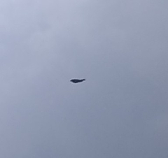 Pyrocephalus rubinus