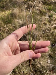 Eleocharis wolfii