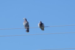 Columba livia domestica