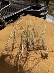 Eleocharis wolfii