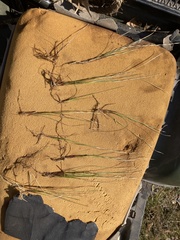 Eleocharis wolfii