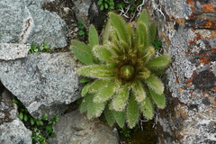 Meconopsis integrifolia
