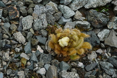 Meconopsis integrifolia
