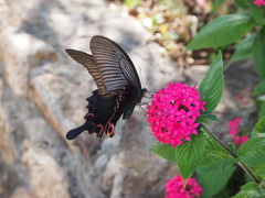 Papilio dialis