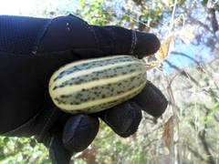 Polyclathra cucumerina