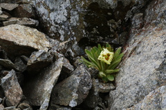 Meconopsis integrifolia