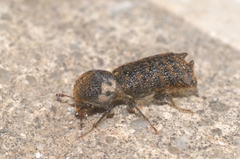 Amphicerus bimaculatus