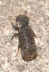 Amphicerus bimaculatus