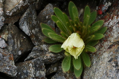 Meconopsis integrifolia